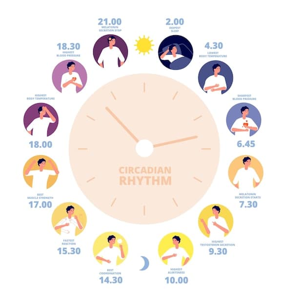 A graphic illustrating the human circadian rhythm, showing how it varies throughout a 24-hour period. The graphic includes peaks and troughs in energy levels, hormone secretion, and body temperature, emphasizing the cyclical nature of the body's internal clock.