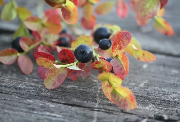 A close-up shot of fresh blueberries scattered on a wooden surface. The focus is sharp on a few berries in the foreground, highlighting their deep blue color and texture. The background is softly blurred, creating a sense of depth.