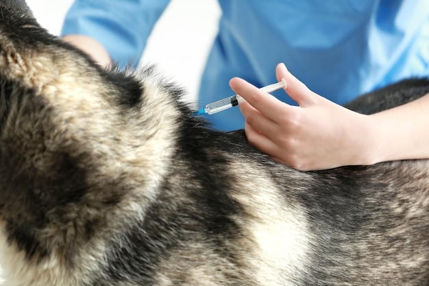 A close-up of a veterinarian examining a small dog, with vaccination records visible in the background.